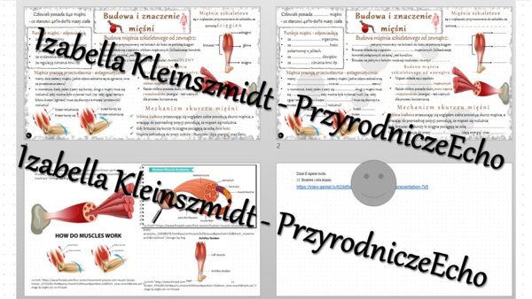 Minizestaw na temat „Budowa i rola mięśni” – sketchnotka + karta pracy w power point + gratisowy link do prezentacji multimedialnej niekomercyjnej wykonanej w genial.ly do indywidualnego pobrania i użycia do celów niekomercyjnych. Biologia 7, „Układ ruch