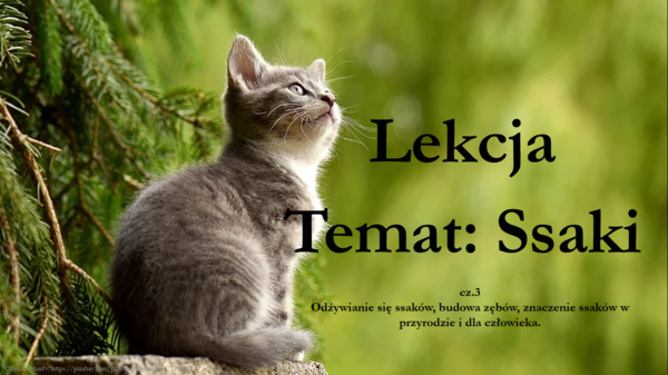 Ssaki - klasa 6 - prezentacja cz.3