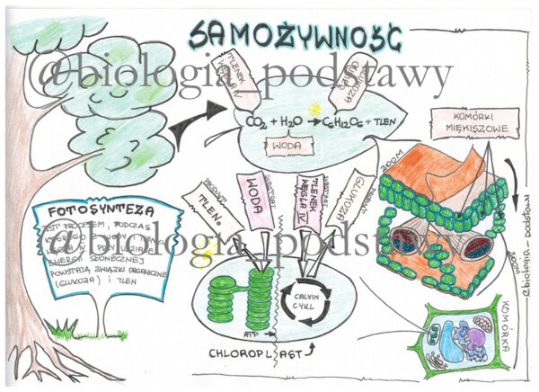 Klasa 5 - Samożywność - sketchnotka