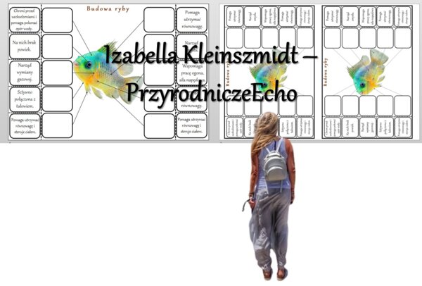 Notatka okienkowa „Budowa ryby”, „Ryby – kręgowce środowisk wodnych” w pdf. Biologia 6, dział „Kręgowce zmiennocieplne”.