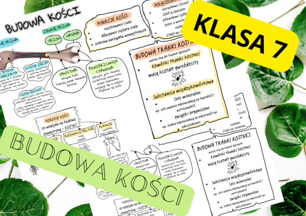 Biologia 7. Budowa kości - sketchnotka, notatka wizualna + wklejka do zeszytu