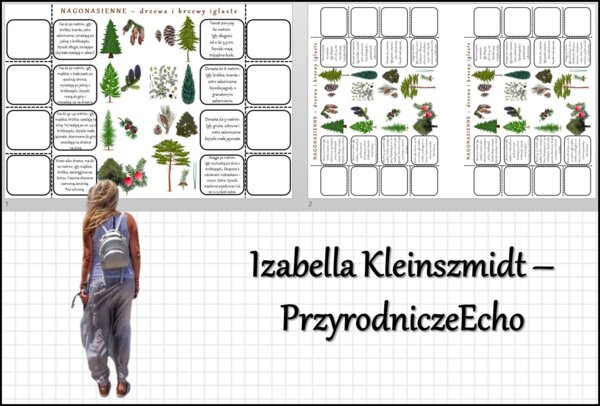 Notatki okienkowe „Drzewa i krzewy iglaste”, „Nagonasienne” w pdf. Biologia 5 dział „Różnorodność roślin”.