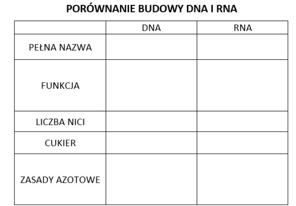 Porównanie budowy DNA i RNA (karta pracy)