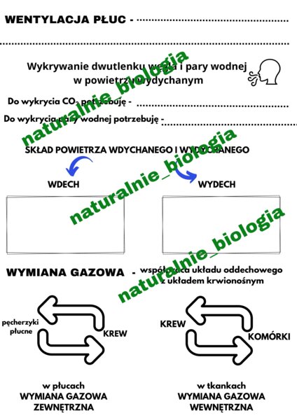 Wentylacja płuc - notatka