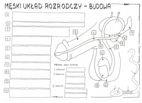 Męski układ rozrodczy- klasa 7 - KP