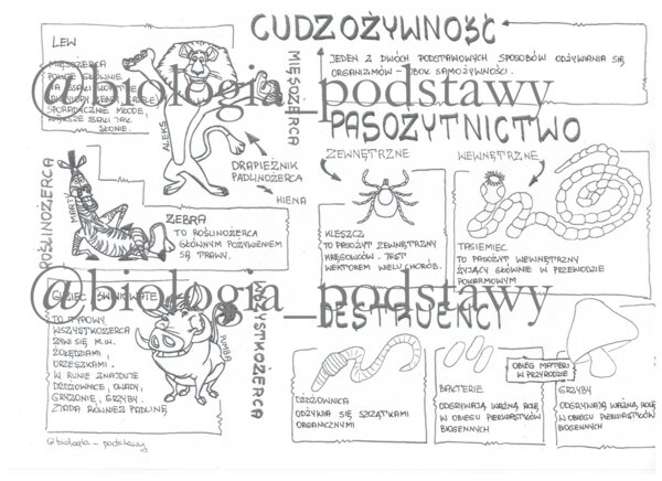 Klasa 5 - Cudzożywność - sketchnotka