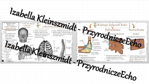 Sketchnotka - notatka „Budowa i rola szkieletu osiowego” wykonana w power point do edycji. Biologia 7; „Aparat ruchu”