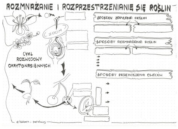 rośliny okrytonasienne cz.2 - klasa 5 - KP