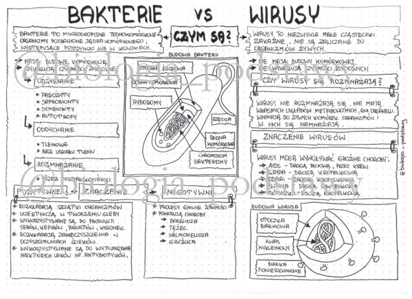 Klasa 5 - Wirusy i bakterie - notatka graficzna