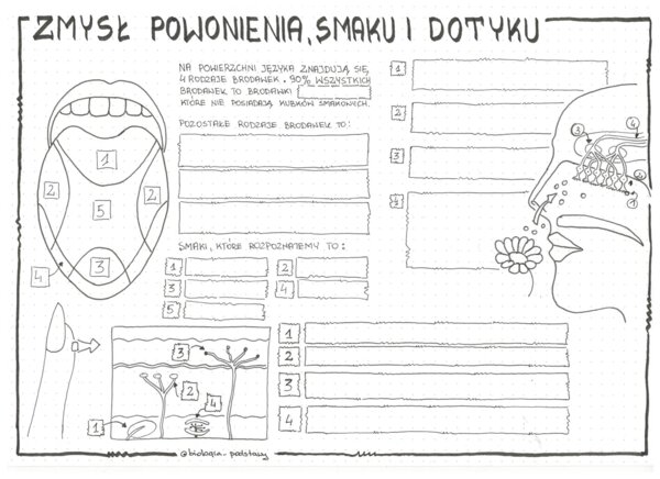 Zmysł smaku, powonienia, dotyku - klasa 7 - KP