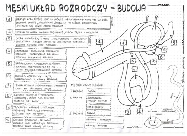 Męski układ rozrodczy - klasa 7 - sketchnotka