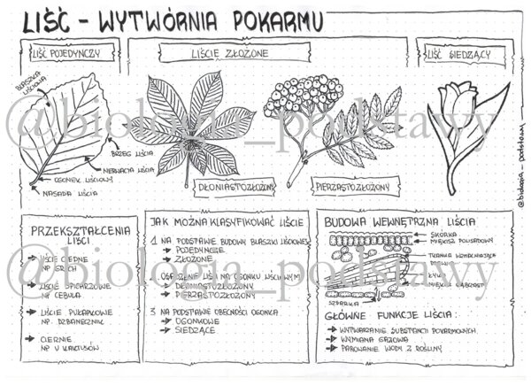 Klasa 5 - Liść - sketchnotka