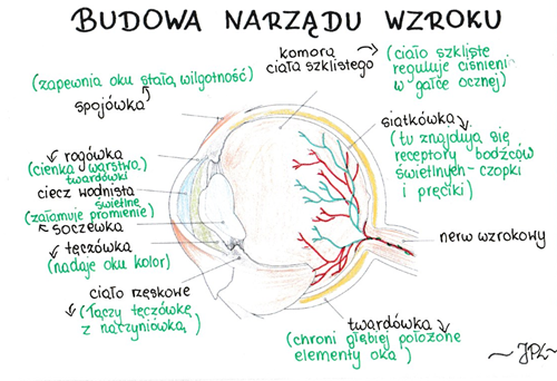 Budowa oka (sketchnotka)