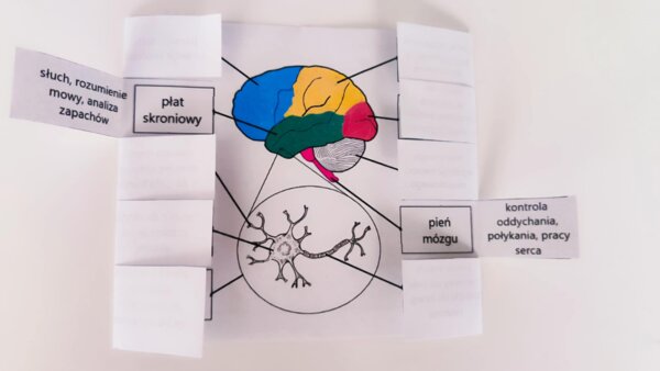 Układ nerwowy - okienkowa notatka