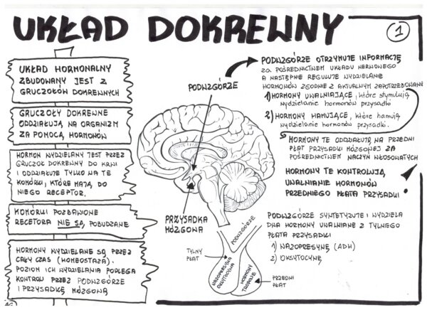 Biologia. Układ dokrewny - wklejka 1