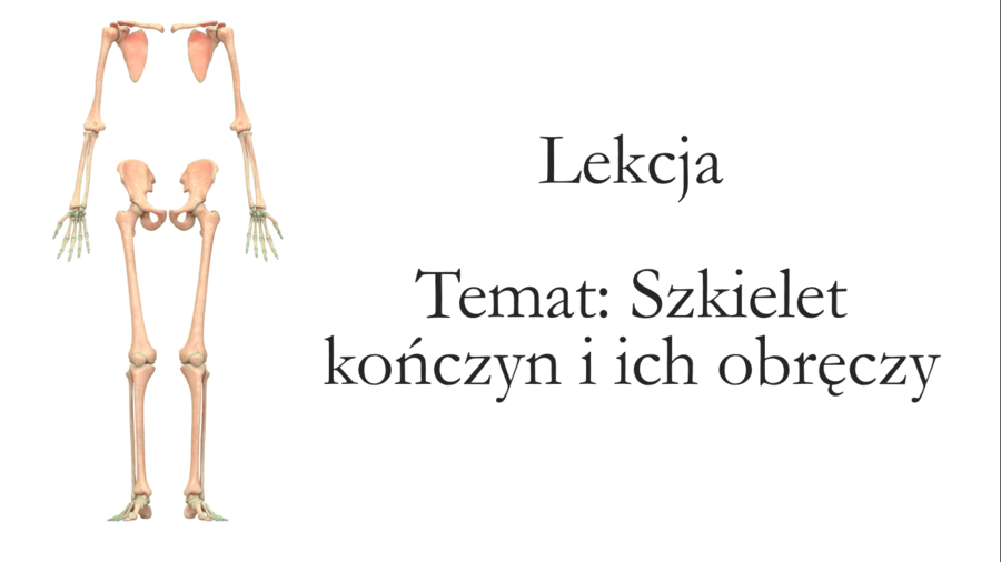 Klasa 7 - Szkielet kończyn i ich obręczy - prerzentacja