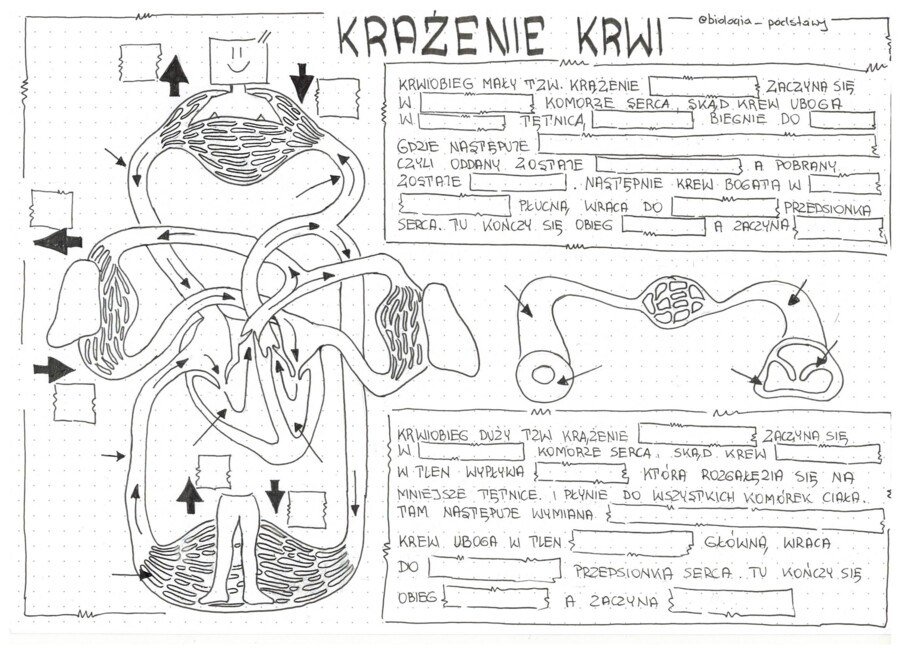 Klasa 7 - Krwiobiegi - KP