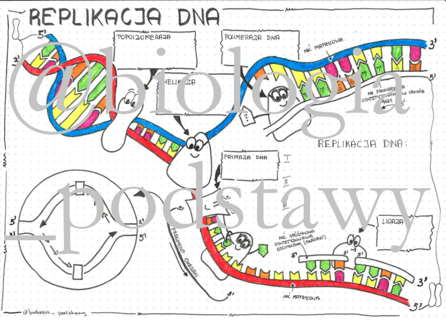Klasa 8 - Replikacja DNA - sketchnotka