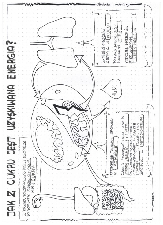 Jak z cukru powstaje energia - klasa 5