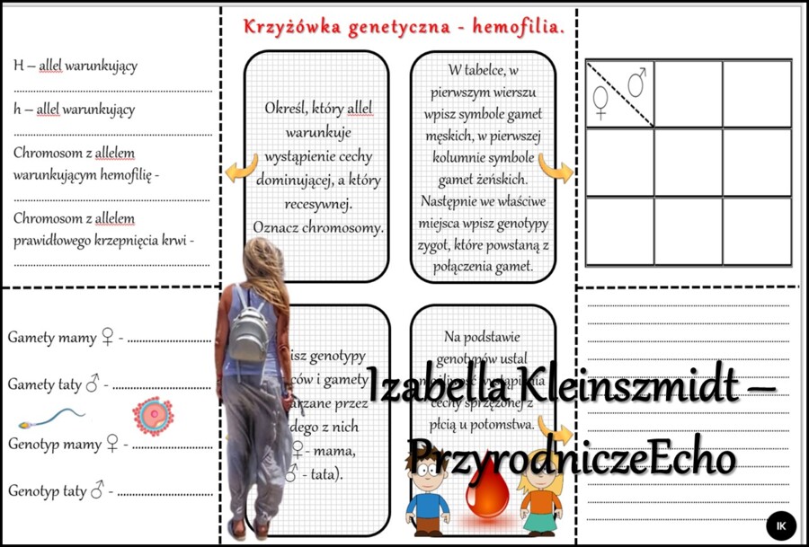 Notatka okienkowa/stacja zadaniowe/notatka/notatka graficzna/karta pracy/sketchnotka „Dziedziczenie płci u człowieka”, „Daltonizm - krzyżówki genetyczne”, „Hemofilia - krzyżówki genetyczne” , „Jak zapisać krzyżówkę genetyczną?” w pdf. Biologia 8 dział „G
