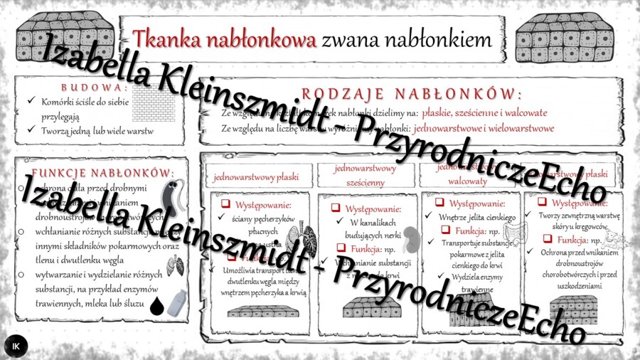Sketchnotka - notatka „Tkanka nabłonkowa” wykonana w power point do edycji. Biologia 6; „Świat zwierząt”