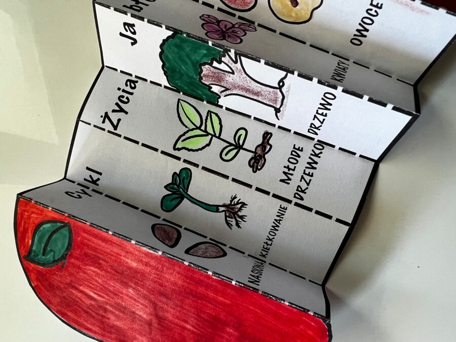 Cykl życia jabłoni