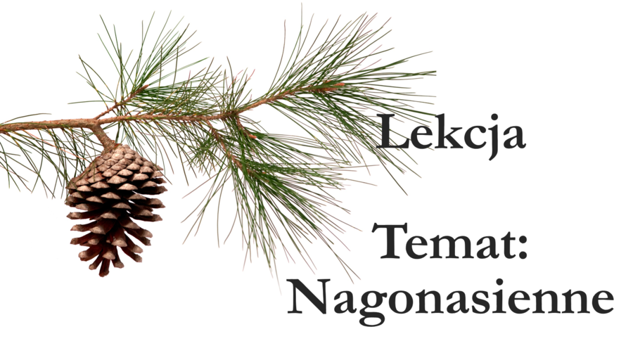 Nagonasienne - zestaw