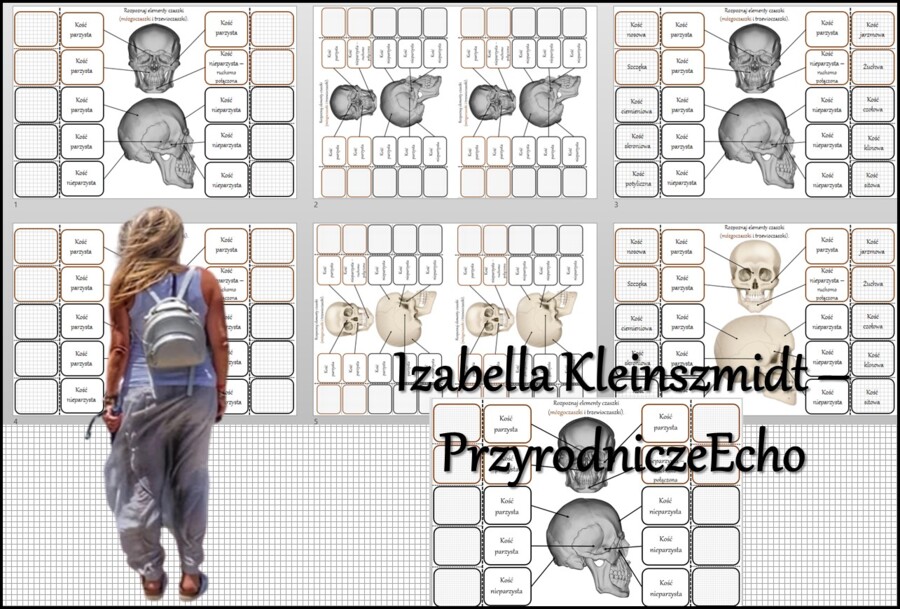 Notatka okienkowa/stacja zadaniowe/notatka interaktywna/notatka graficzna/karta pracy/sketchnotka "Budowa i rola szkieletu osiowego" „Budowa czaszki” w pdf. Biologia 7, dział „Aparat ruchu”. Materiał wykonany na podstawie podręcznika z wydawnictwa Nowa E