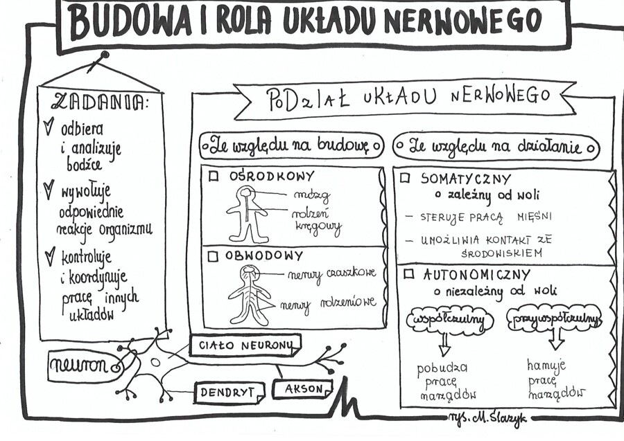 Klasa 7. Biologia. Budowa i rola układu nerwowego