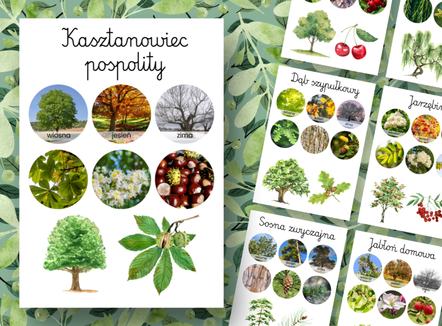 Drzewa - zestaw 17 plakatów edukacyjnych