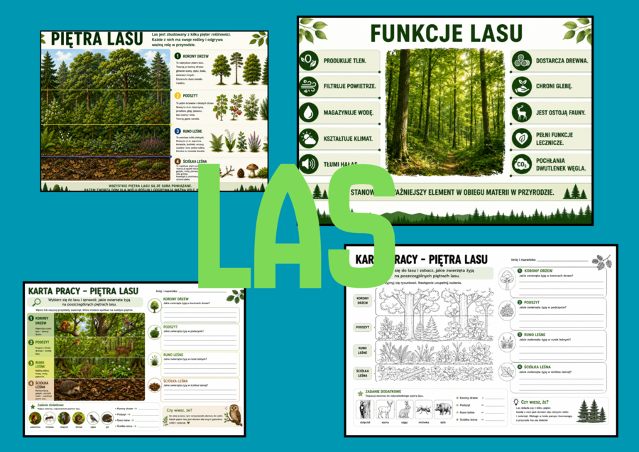 Las - funkcje, piętra lasu