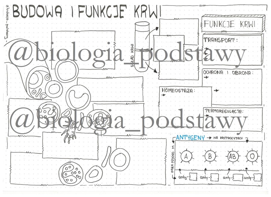 Klasa 7 - Budowa krwi - sketchnotka