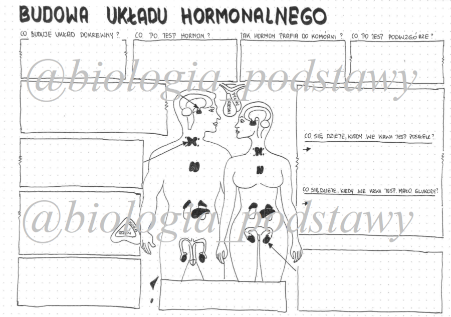 Klasa 7 - Budowa układu hormonalnego KP - sketchnotka