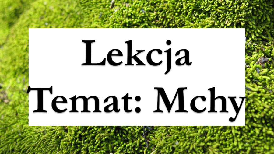 Mchy - klasa 5 - prezentacja