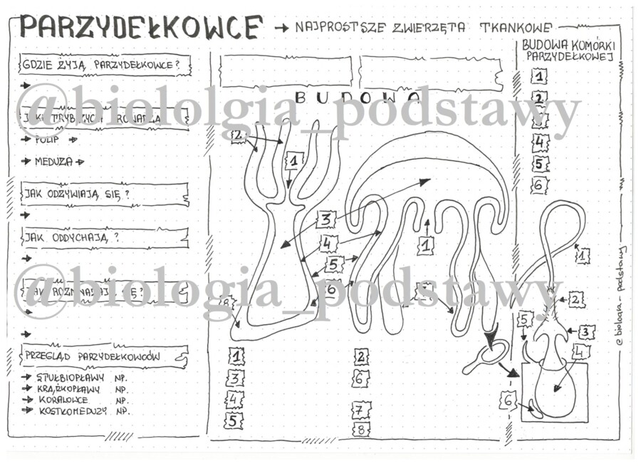 Klasa 6 - Parzydełkowce - karta pracy