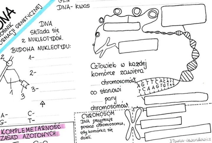 DNA - nośnik informacji genetycznej - karta pracy