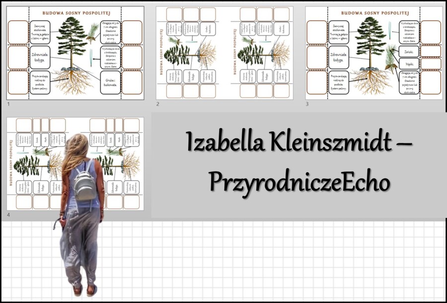 Notatki okienkowe „Budowa nagonasiennych”, „Budowa sosny pospolitej” w pdf. „Nagonasienne” w pdf. Biologia 5 dział „Różnorodność roślin”.