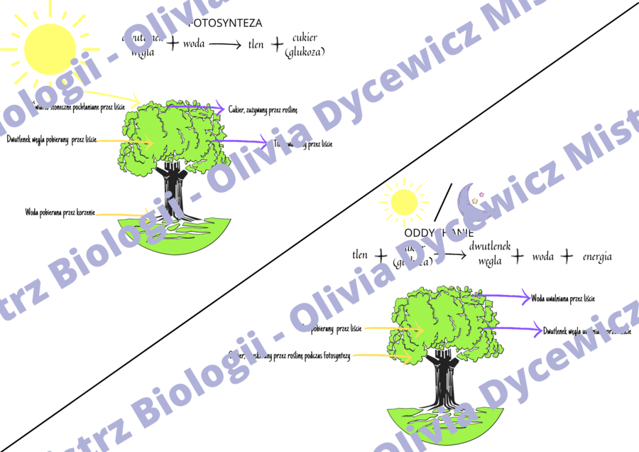 Porównanie fotosyntezy i oddychania