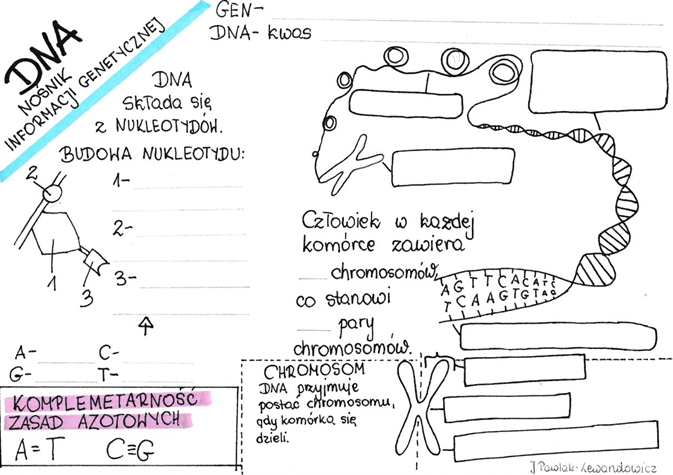 DNA - nośnik informacji genetycznej - karta pracy