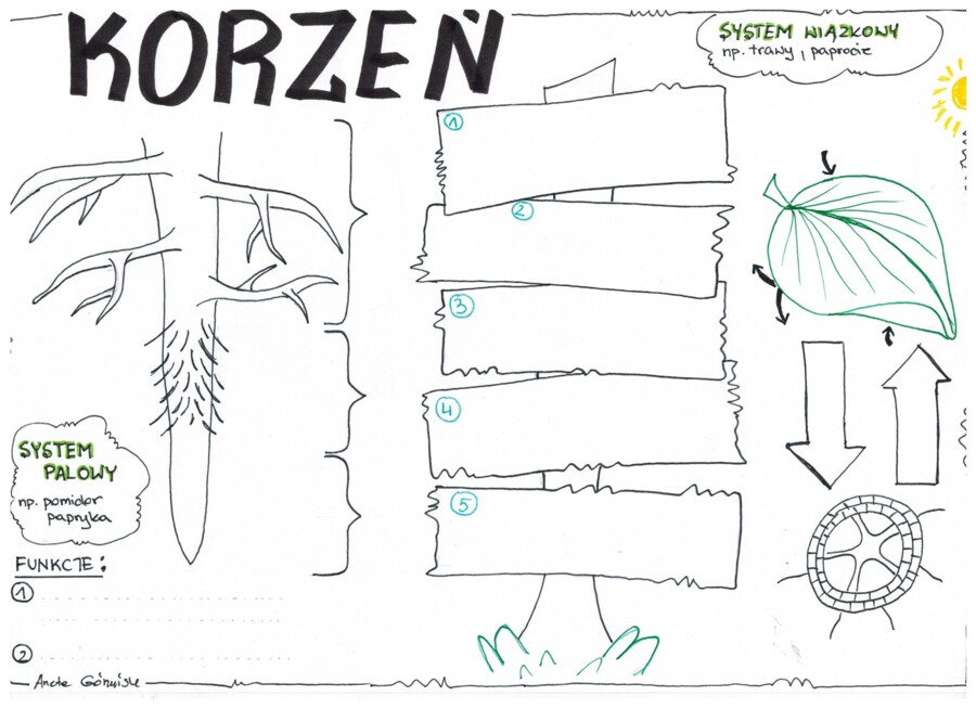 Biologia. Korzeń - klasa 5 KP do uzupełnienia