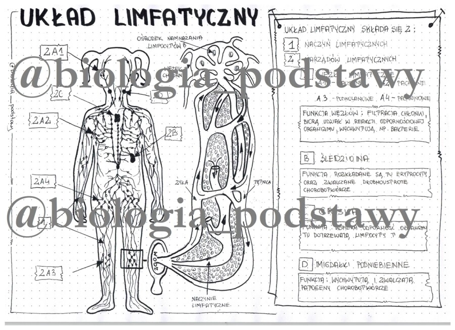 Klasa 7 - Układ limfatyczny - sketchnotka