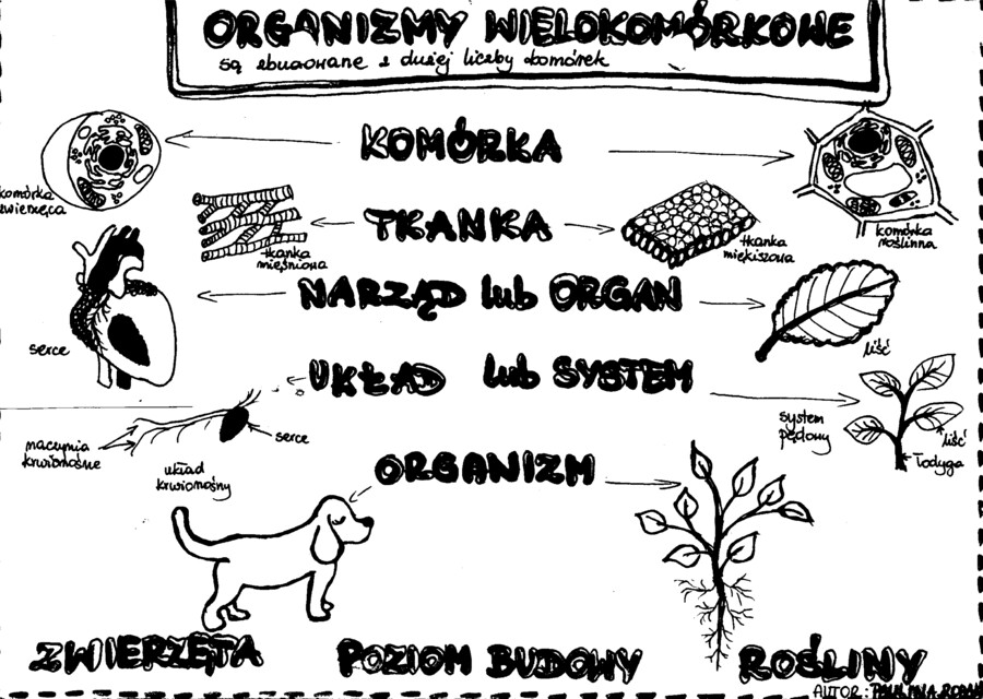 Organizmy wielokomórkowe - szarość