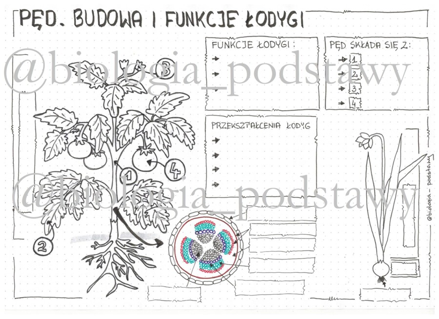 Klasa 5 - Pęd. Budowa i funkcje łodygi - KP