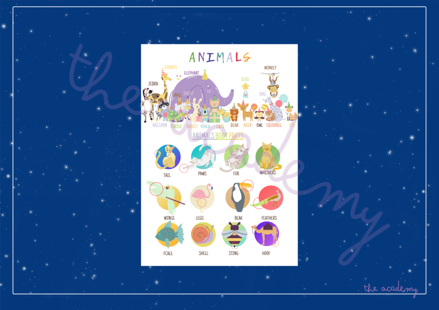 Plakat edukacyjny Animals