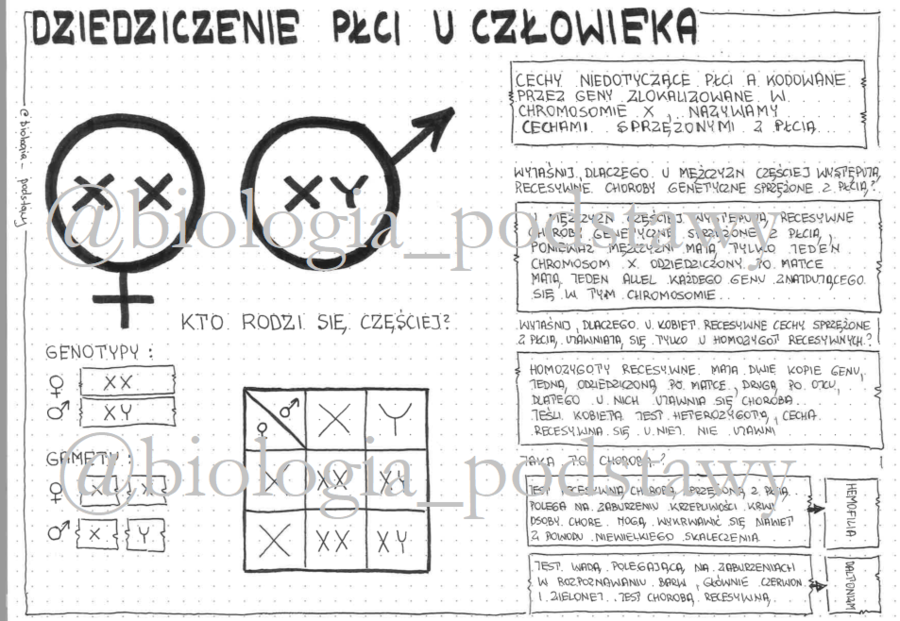 Klasa 8 - Dziedziczenie płci u człowieka - sketchnotka