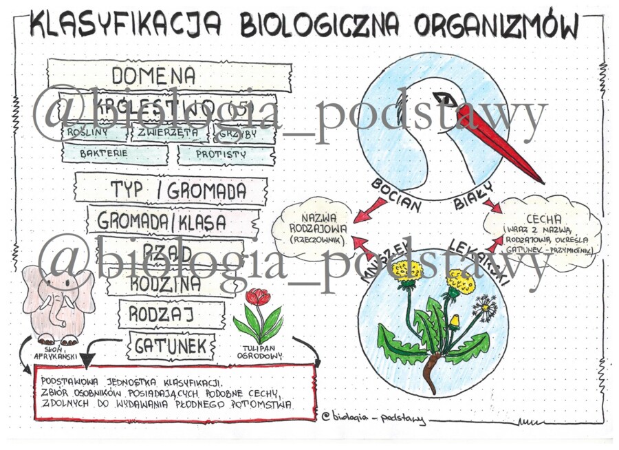 Klasa 5 - Klasyfikacja organizmów - kolorowa sketchnotka