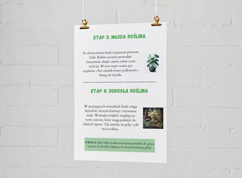 Plakaty edukacyjne. Cykl życia fasoli (etap 1: nasiono, etap 2: kiełek, etap 3: młoda roślina, etap 4: dorosła roślina). Jak segregować śmieci? Kolorowe kosze i co do nich wrzucamy? Najczęstsze błędy i odpady nietypowe.