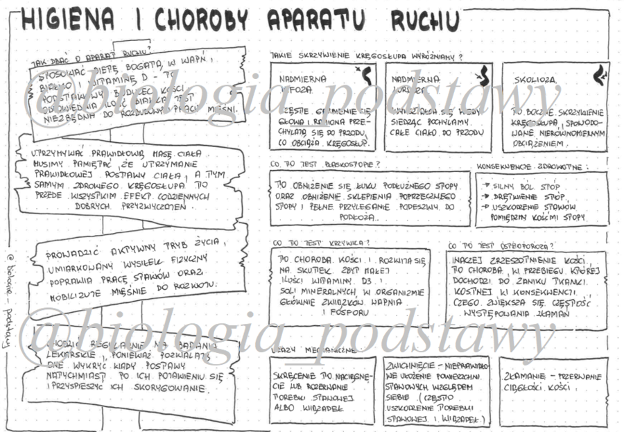 Klasa 7 - Higiena i choroby aparatu ruchu - sketchnotka