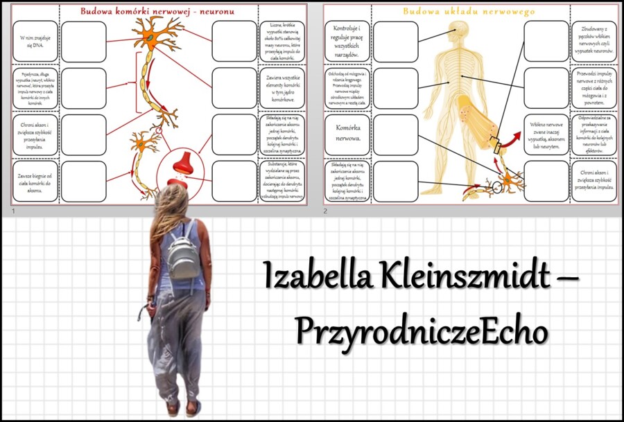 Notatka okienkowa „Budowa układu nerwowego”, „Budowa neuronu”, „Budowa i rola układu nerwowego” w pdf. Biologia 7 dział „Regulacja nerwowo - hormonalna”.