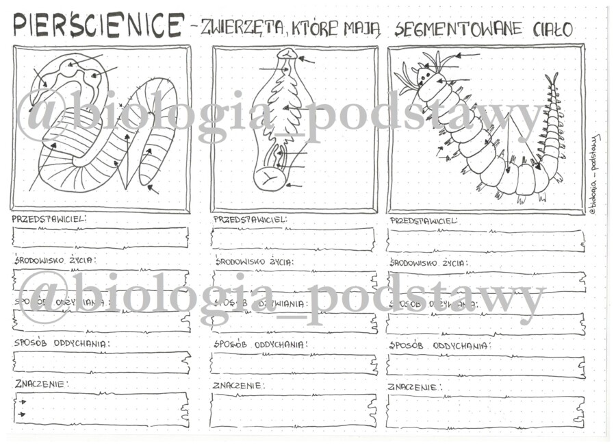 Klasa 6 - Pierścienice - karta pracy
